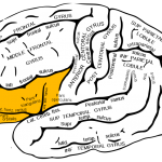 Gray726_inferior_frontal_gyrus