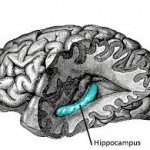 hippocampus