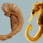 Hippocampus_and_seahorse_cropped