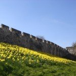 York Daffs