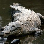 Crocodylus_acutus_mexico_02-edit1