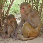 Rhesus_Macaques_-_cropped